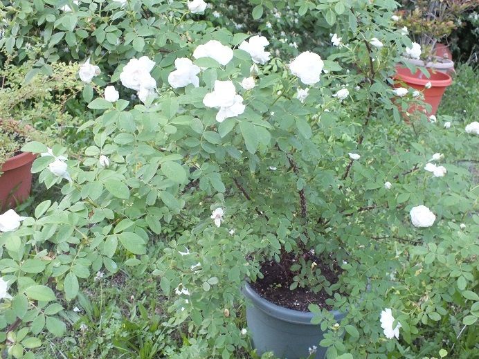  photo sirthomaslipton2_zpsf35ba720.jpg